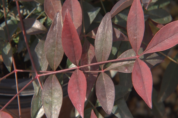 Dwarf nandinas are colorful compact shrubs
